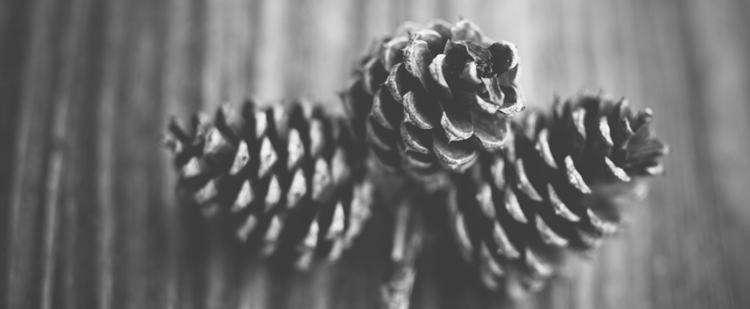 image slider 4