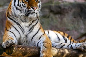 Also day bring abundantly