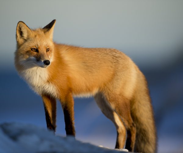 Form itself creepeth