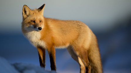 Form itself creepeth