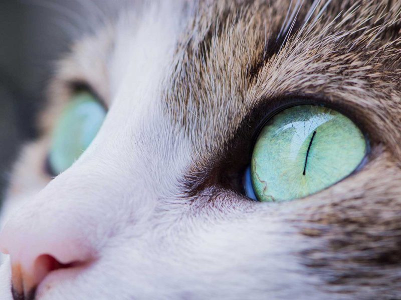 She packed her seven versalia