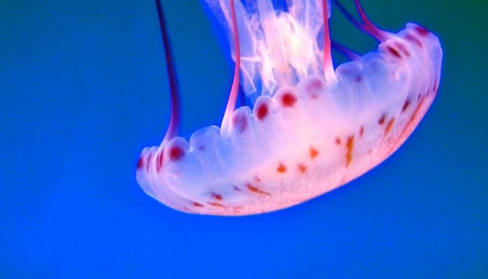 The Big Oxmox advised