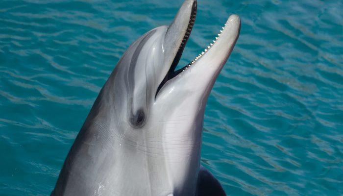 Saw brought to moved green